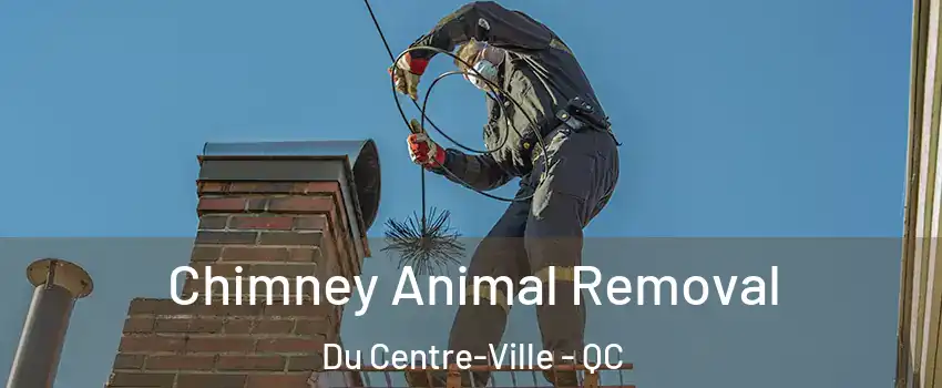  Chimney Animal Removal Du Centre-Ville - QC