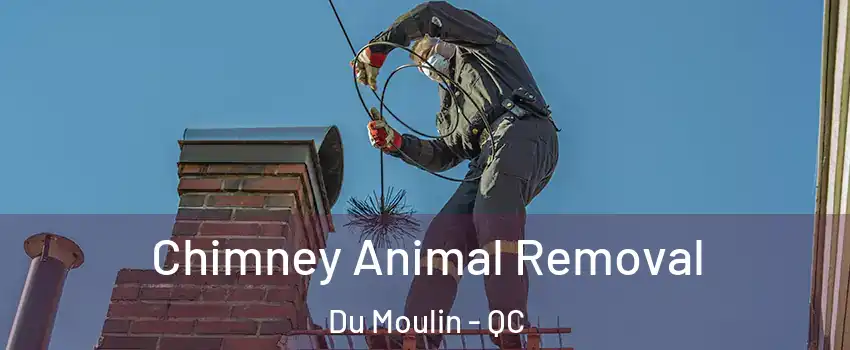  Chimney Animal Removal Du Moulin - QC