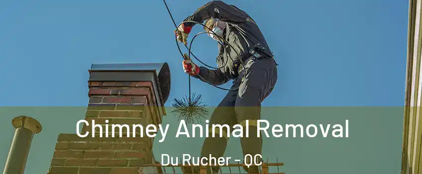  Chimney Animal Removal Du Rucher - QC