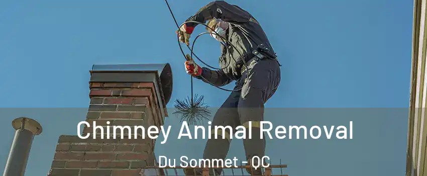  Chimney Animal Removal Du Sommet - QC