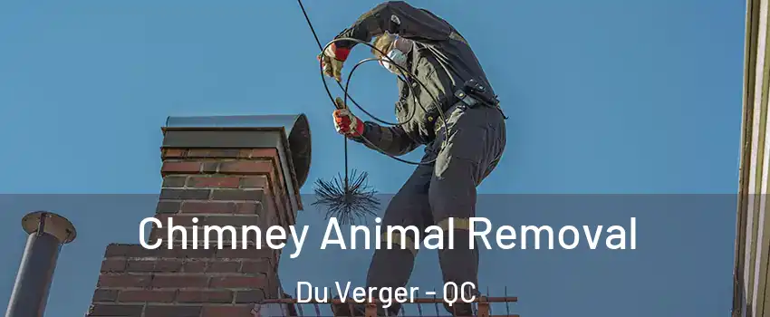  Chimney Animal Removal Du Verger - QC
